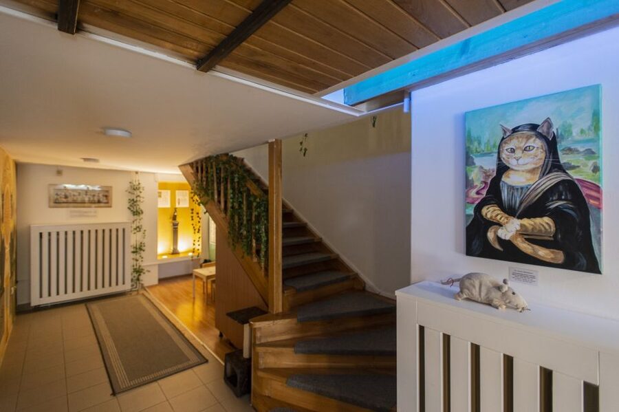 Budapest: Cat Museum Budapest Entry Ticket - A cat lounge with more to see than cats