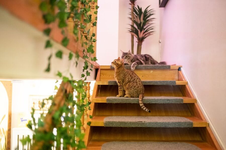 Budapest: Cat Museum Budapest Entry Ticket - Meeting the resident cats on their terms