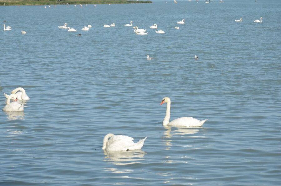 Budapest: Lake Balaton and Herend Full-Day Private Tour - Balatonfüred and the lakeside promenade