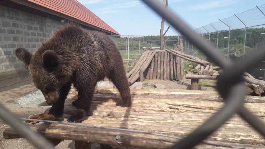 Budapest: Transport & Guided Tour of Bear and Wolf Sanctuary - Key points at a glance