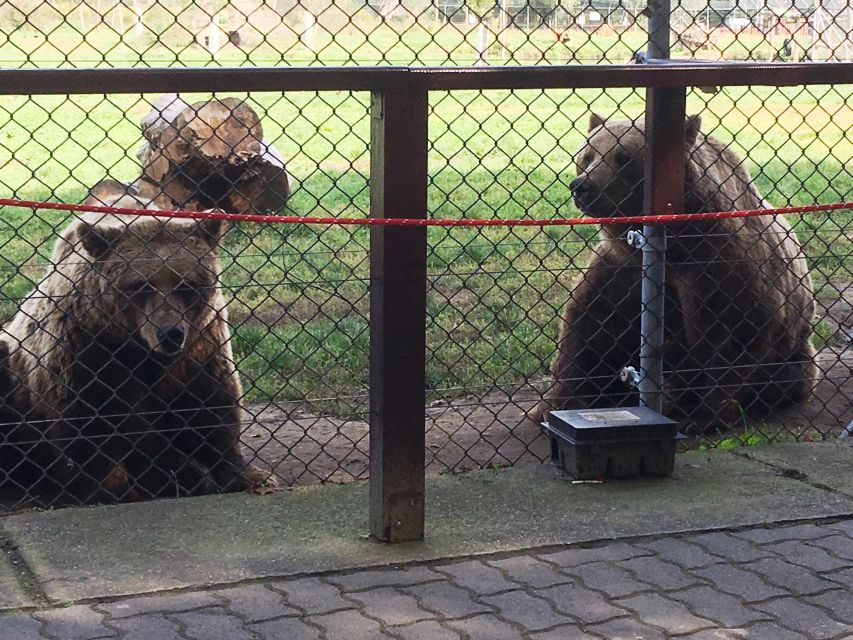 Budapest: Transport & Guided Tour of Bear and Wolf Sanctuary - Should you book the Bear and Wolf Sanctuary tour?