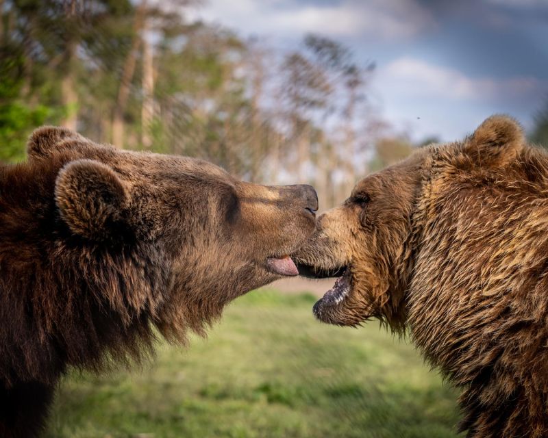 Budapest: Transport & Guided Tour of Bear and Wolf Sanctuary - Wolves, lions, and the wider animal collection