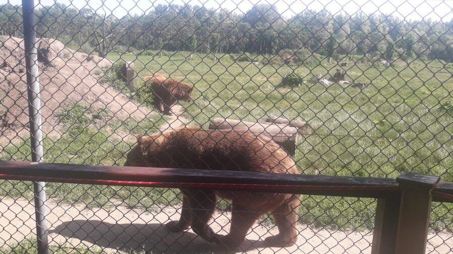 Budapest: Transport & Guided Tour of Bear and Wolf Sanctuary - What the guide adds to the experience