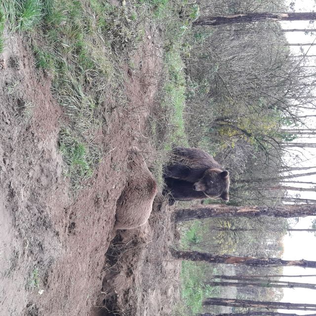 Budapest: Transport & Guided Tour of Bear and Wolf Sanctuary - Timing, comfort, and practical details