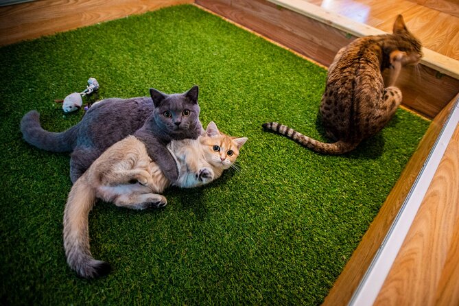 Cat Museum Budapest Entry Ticket - Key points to know before you go