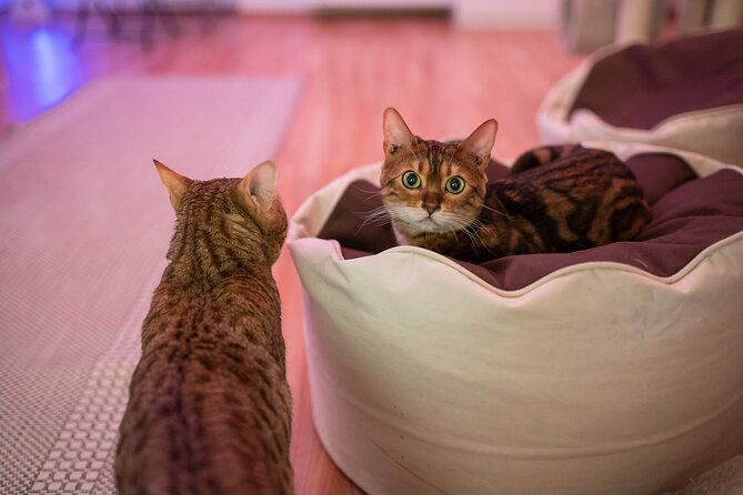 Cat Museum Budapest Entry Ticket - The Cat Museum’s small but unusual idea
