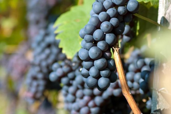 Countryside Half-day Gastro-Wine Tour from Budapest Meal & pickup - The Guides Shape the Experience
