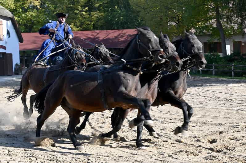Countryside ranch, horse show & lunch - Key points at a glance