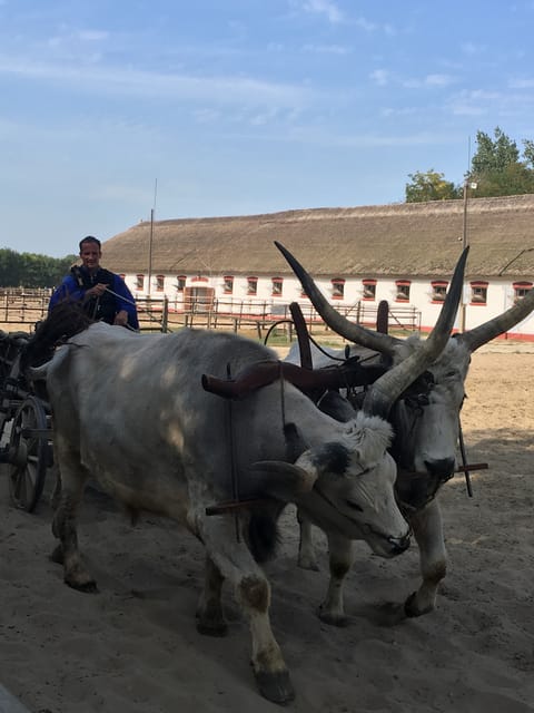 Countryside ranch, horse show & lunch - Meeting the cowboys before the show