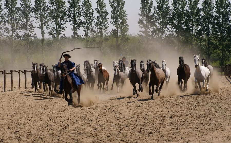 Countryside ranch, horse show & lunch - Grey cattle, Racka sheep, and the farm walk