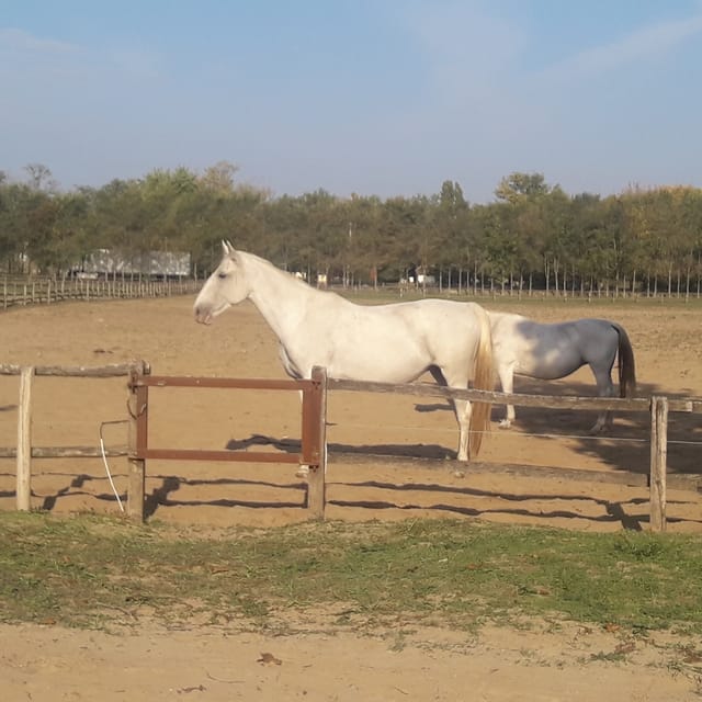 Countryside ranch, horse show & lunch - Is $127 a good value?