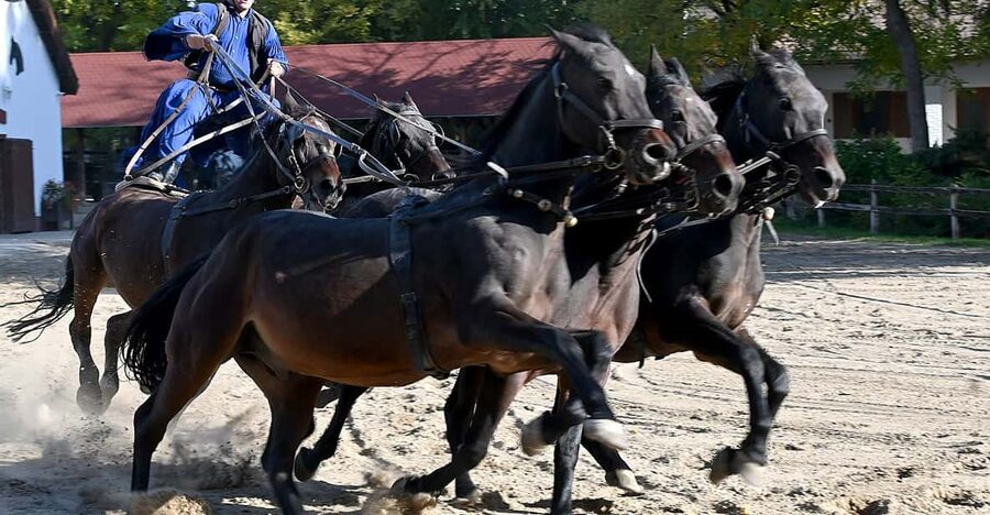 Countryside ranch, horse show & lunch - The one-hour ride into the Great Plain
