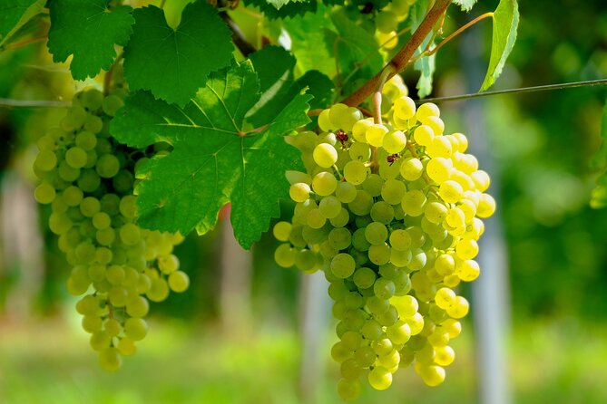 Etyek Private Half-Day Wine Tasting Tour from Budapest - Leaving Budapest in a private car