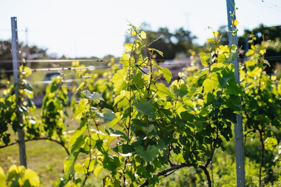 From Budapest: Etyek Wine Tasting Tour with 3-Course Meal - Meeting winemakers instead of touring a commercial attraction