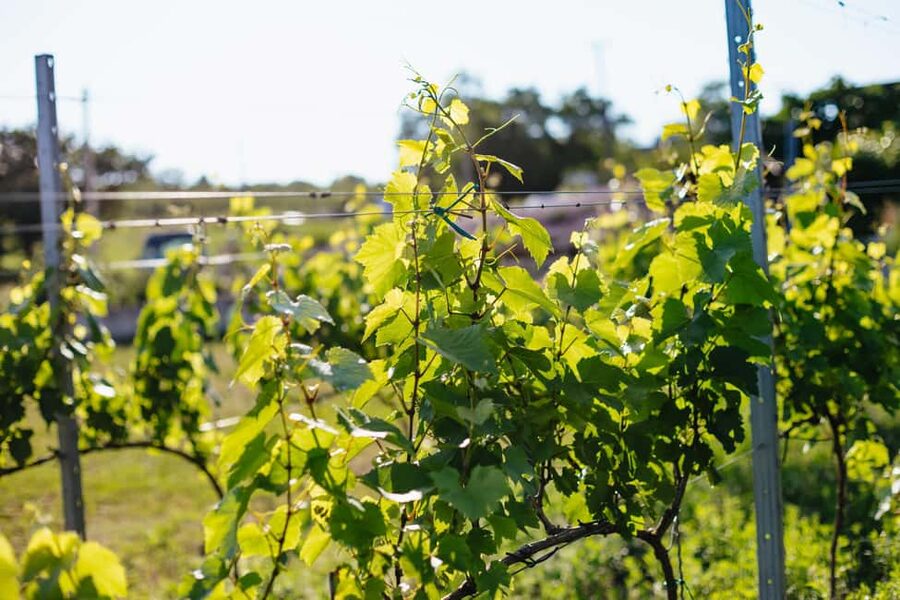 From Budapest: Etyek Wine Tasting Tour with 3-Course Meal - Timing, group size, and the drinking pace
