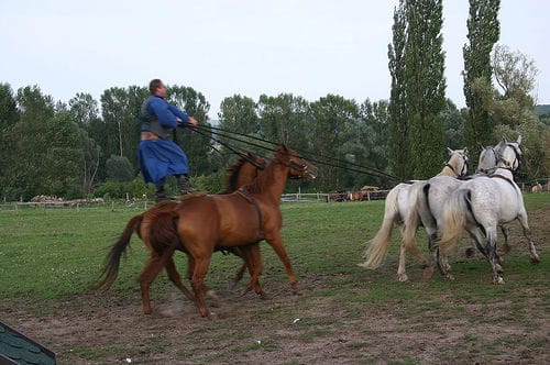 From Budapest: Puszta Horse Show and Countryside Visit - Key points to know before you book