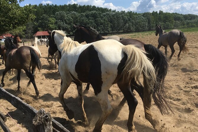 Horseshow on the Hungarian Puszta, private tour from Budapest with entry! - A horse show with real skill and some theater