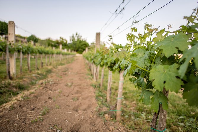 Lake Balaton Full Day Private Wine Tour - What happens at the North Shore wineries