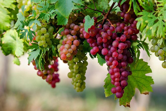 Private Lake Balaton Experience with an unforgettable Wine Tasting - Csopak wineries and the main tasting