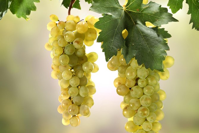 Private Lake Balaton Experience with an unforgettable Wine Tasting - What private transport changes