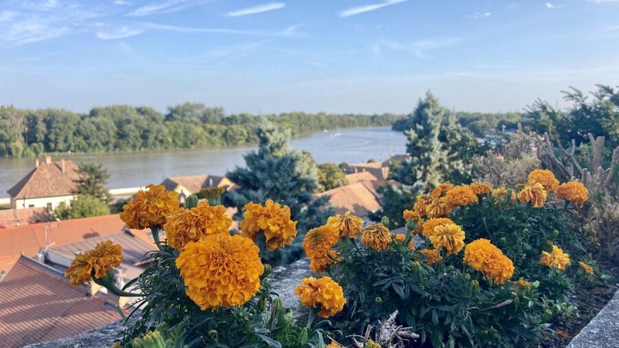 Szentendre: Arts and Cafés Tour (Half-Day Private Tour) - The Marzipan Museum and other unusual stops
