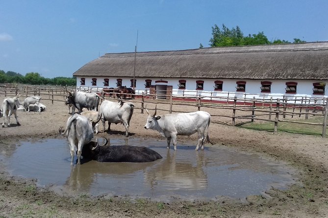 The "Puszta" Horse Show - What the $134.63 Price Really Covers