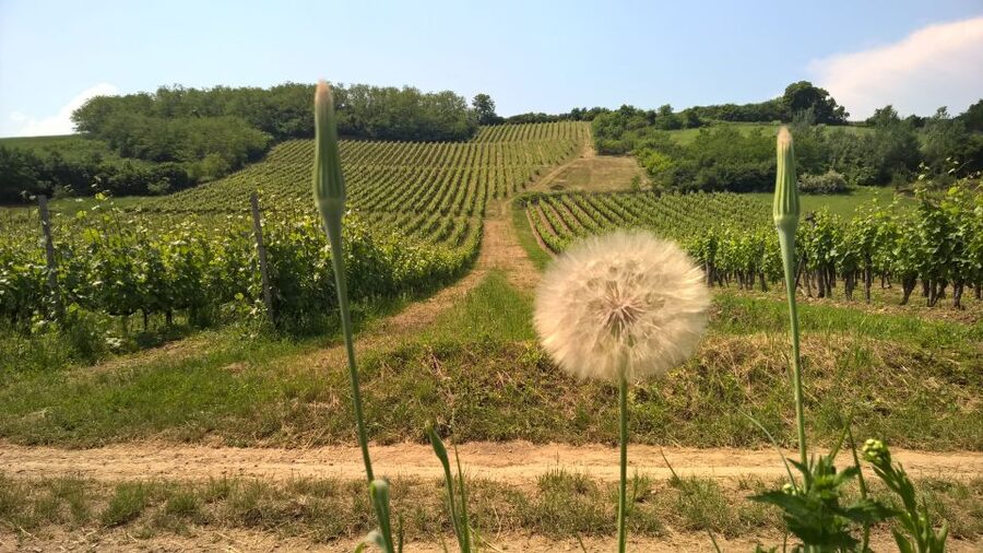 Tokaj: Classic Wine Tasting - Who will enjoy this tasting most