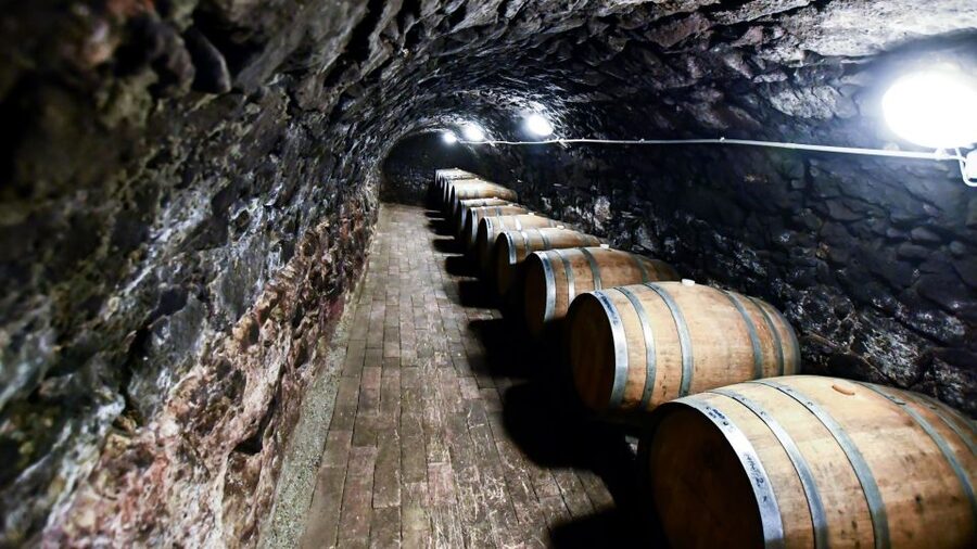 Tokaj: Vineyard Tour & Tasting - The 30-minute vineyard walk near Tokaj
